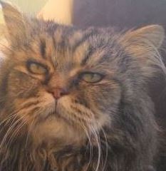 Tokich's Profile Picture