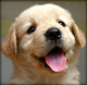 Moderator Puppy's Profile Picture