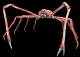spidercrab's Profile Picture