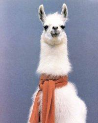 The Funky Llama's Profile Picture
